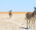 zebras walking in the dry desert of kalahari, botswana
