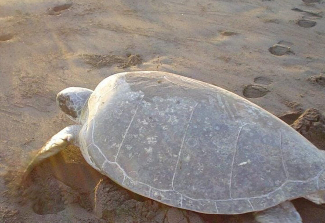 a turtle walking into the sea in Costa Rica