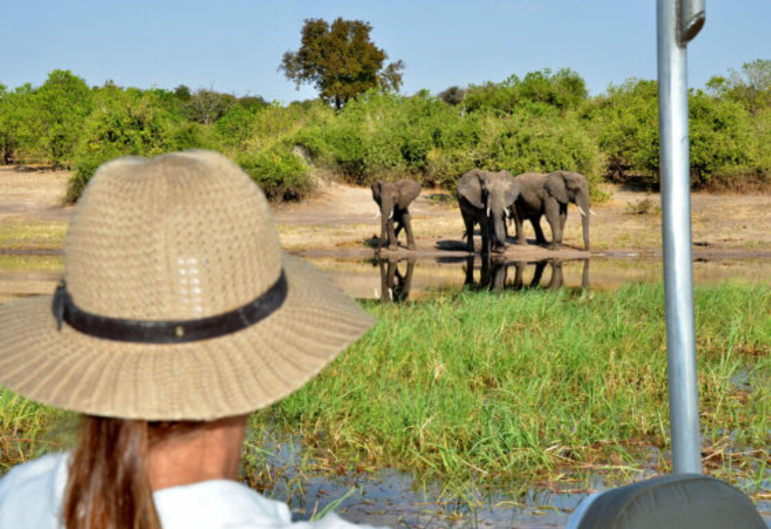a woman on a boat watching elephants by the waterhole