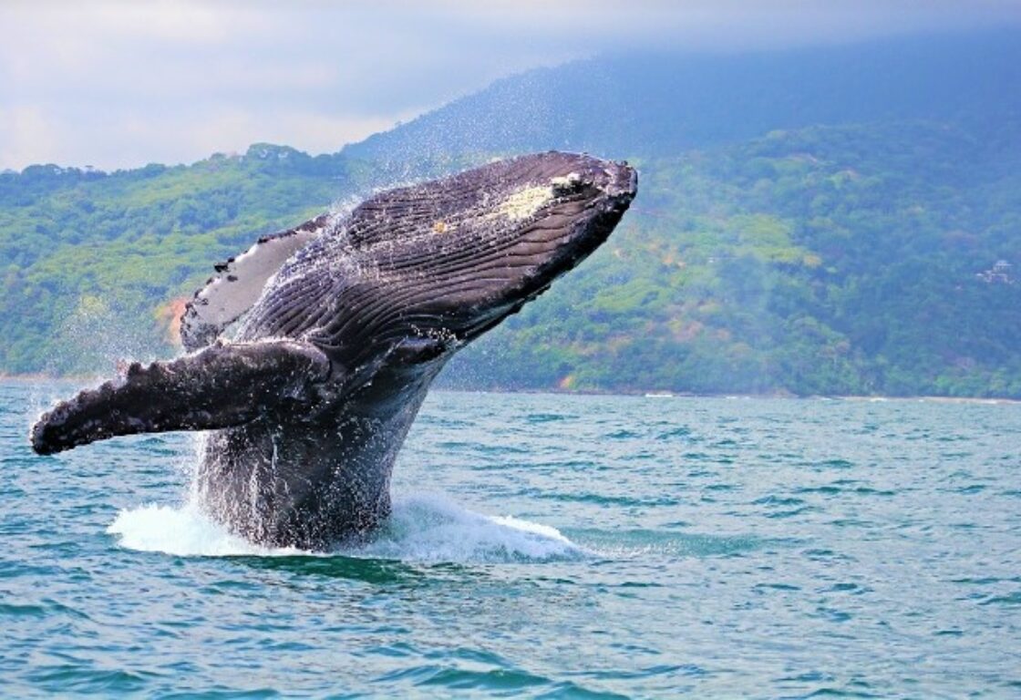 humpback whale jumping in the ocean