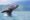 humpback whale jumping in the ocean