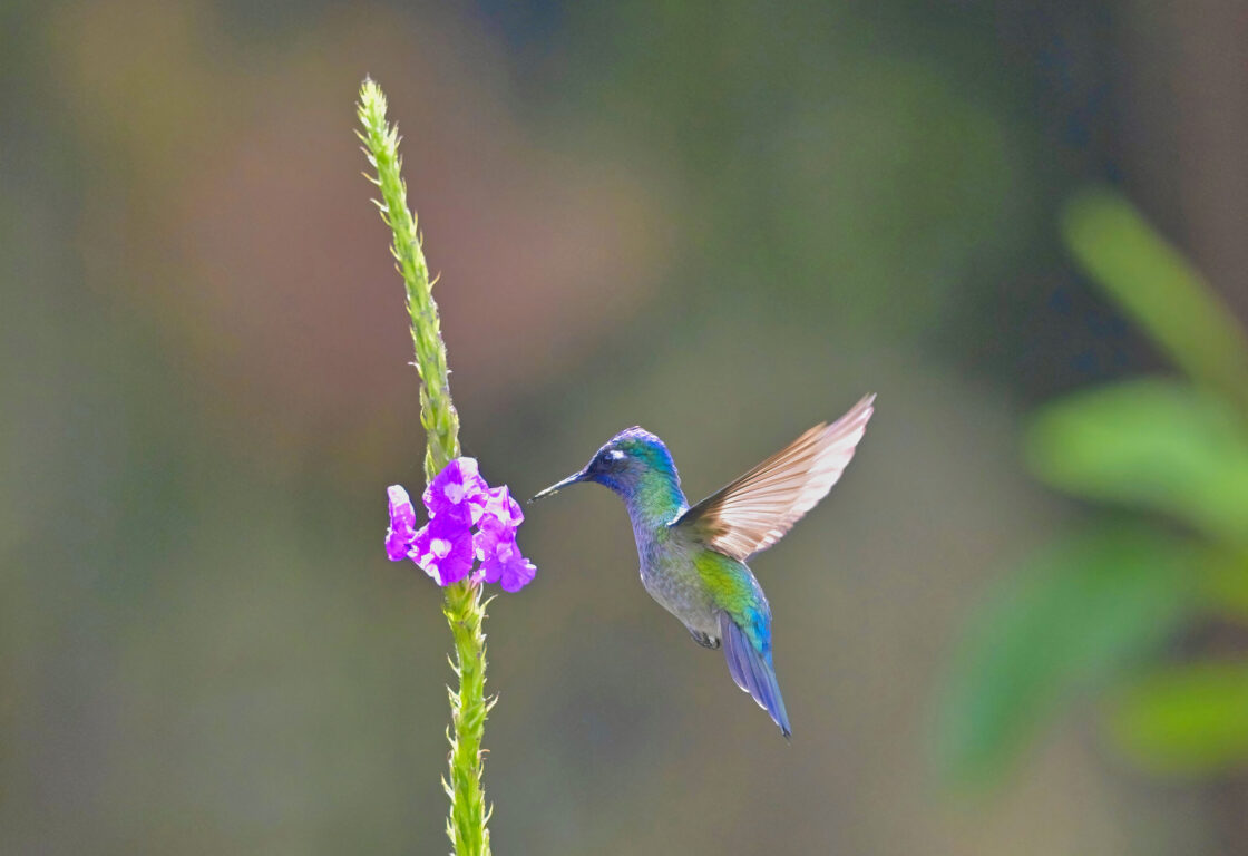 flying hummingbird feeding a a long green and ping flower