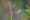 flying hummingbird feeding a a long green and ping flower