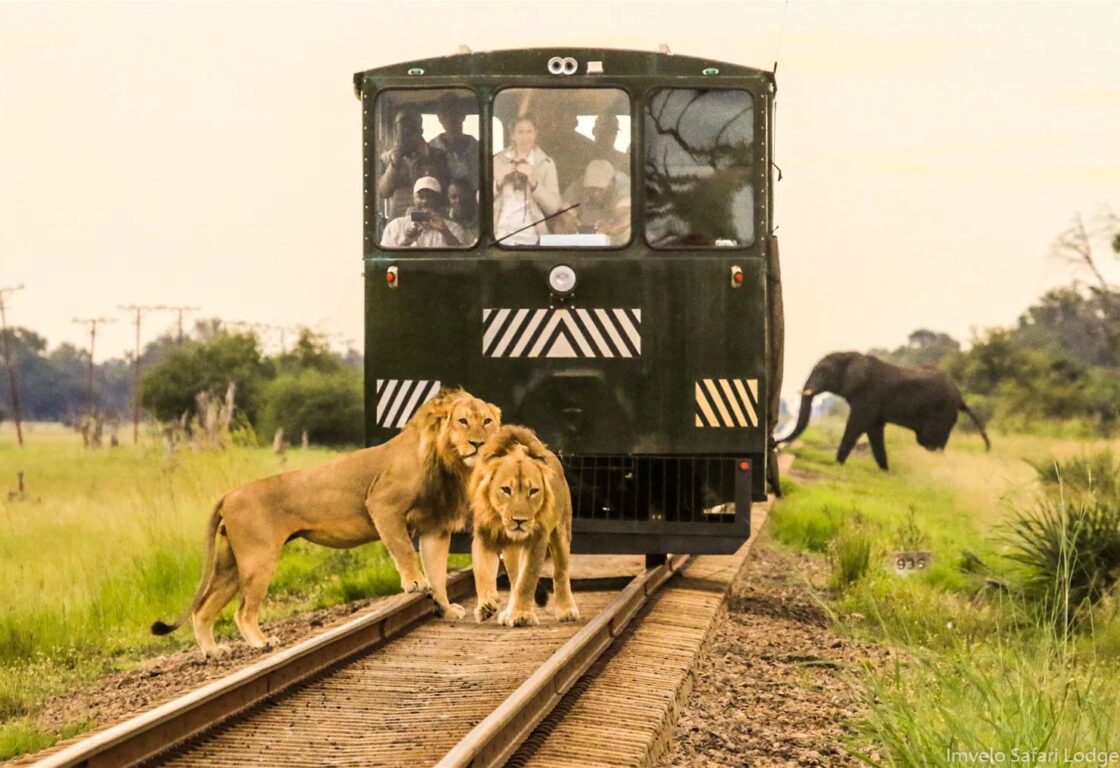 Two lions stand confidently on railway tracks in front of a green safari tram with curious passengers. An elephant is visible in the grassy background.