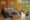 a bedroom in a wooden cabin features a double bed with black wrought iron fram and next to it are wooden bedside tables and on the right glass windows overlook fields and trees