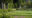 a man bends over a garden with a rake tending to a stretch of grass and behind him are trees and bright coloured flowers