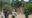 walking safari with a group of people looking at giraffe
