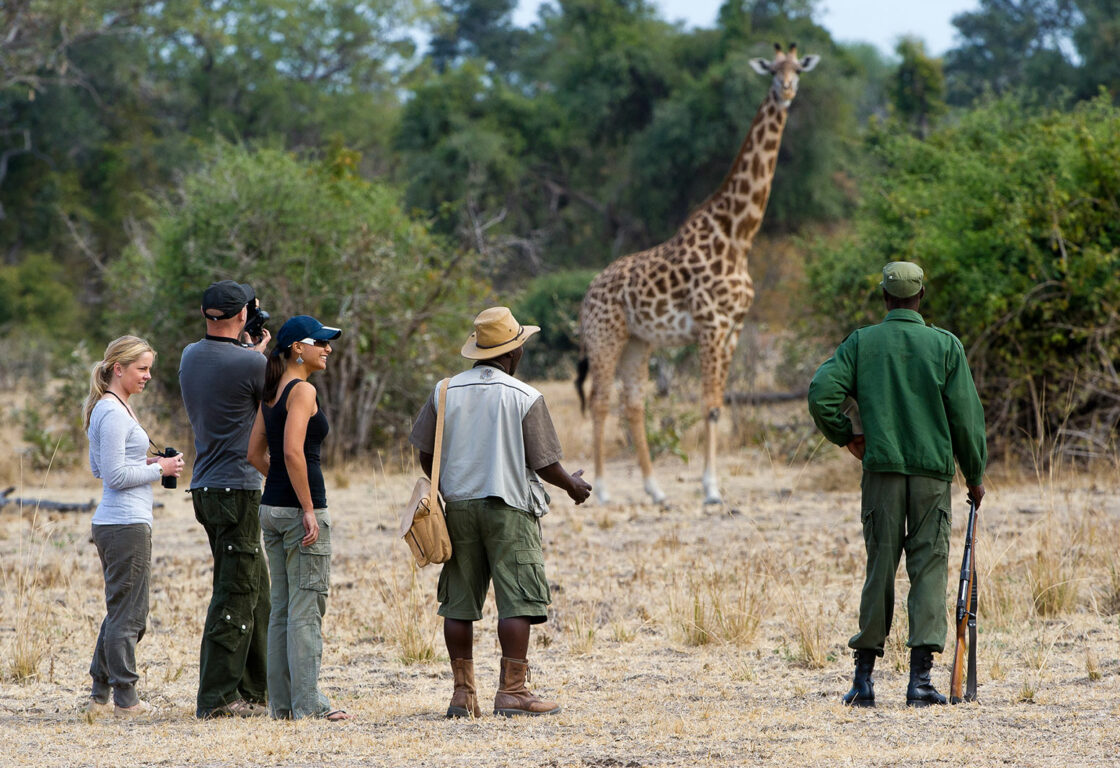 four people in khaki clothing on a walking safari with a ranger looking at a giraffe in front of them