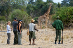 four people in khaki clothing on a walking safari with a ranger looking at a giraffe in front of them