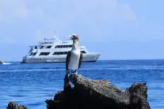 Galaxy Cruises Bonita Yacht – GAL – blue footed booby