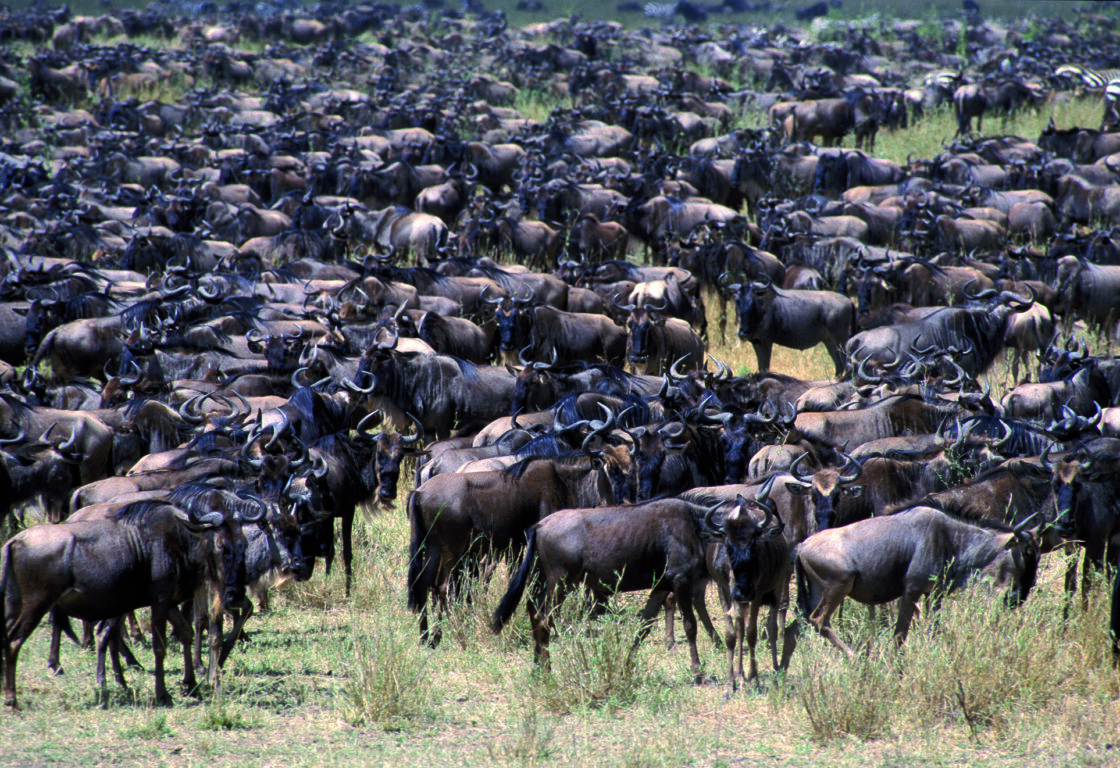 wildebeest - The Great Migration in Tanzania