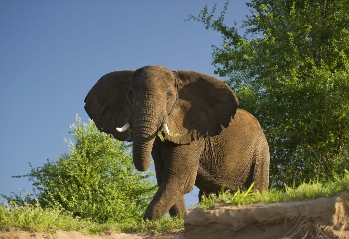 an elephant looking at the camera