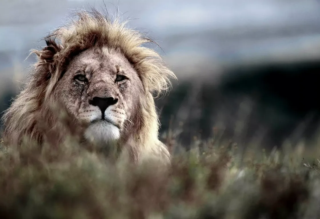 a lion
