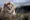 a lion
