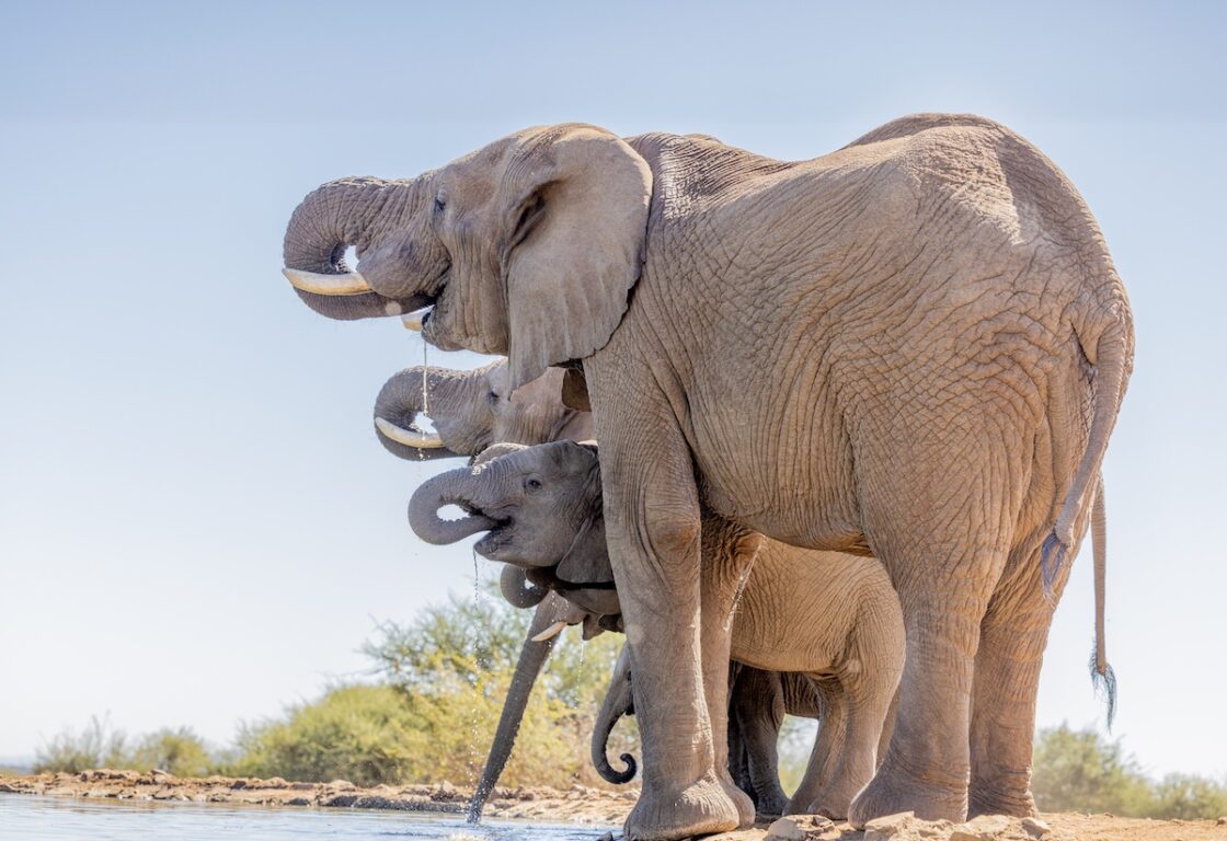 A family of elephants drinks from a waterhole. Three elephants, ranging from large to small, align with raised trunks, with droplets glistening in sunlight.