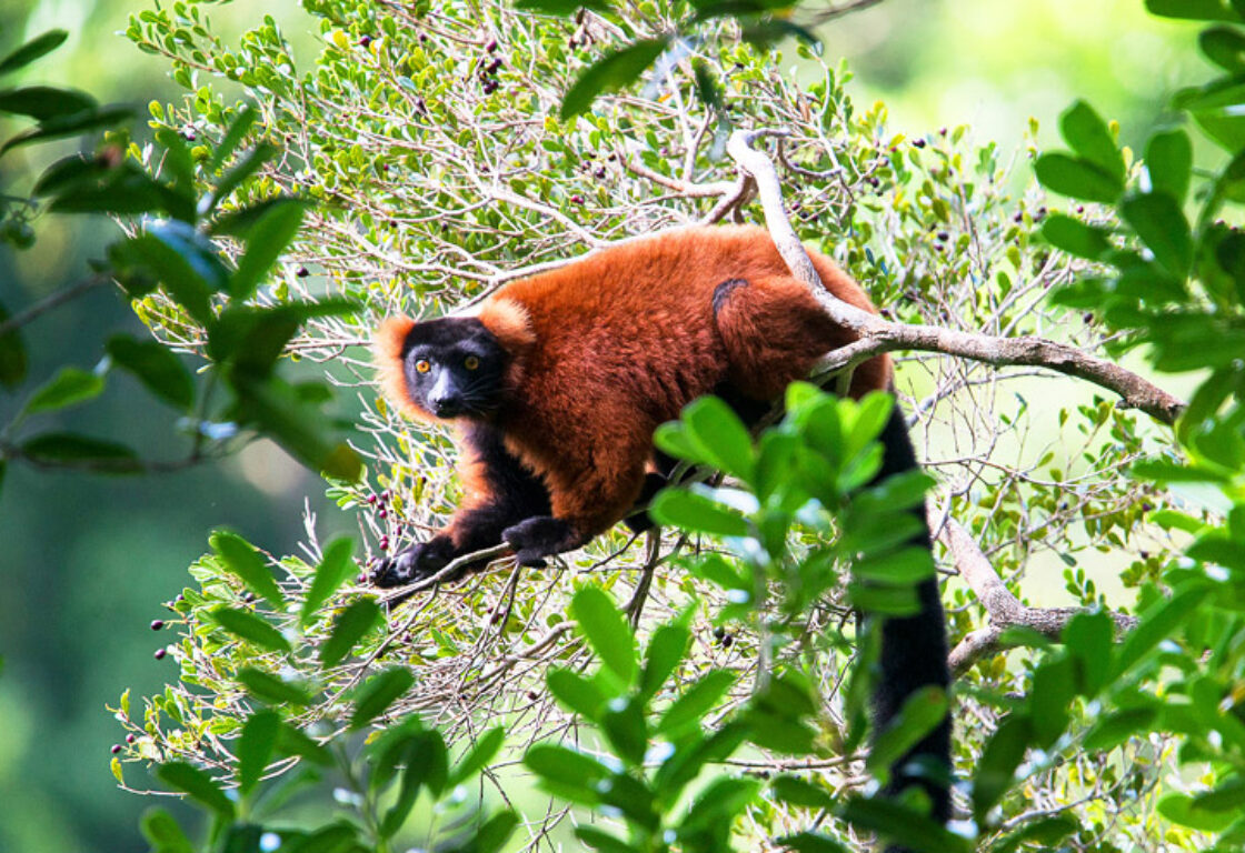 a red ruffed lemur on a hanging branch looks directly at the camera through the madagascar forest and the sun makes the fur look brown