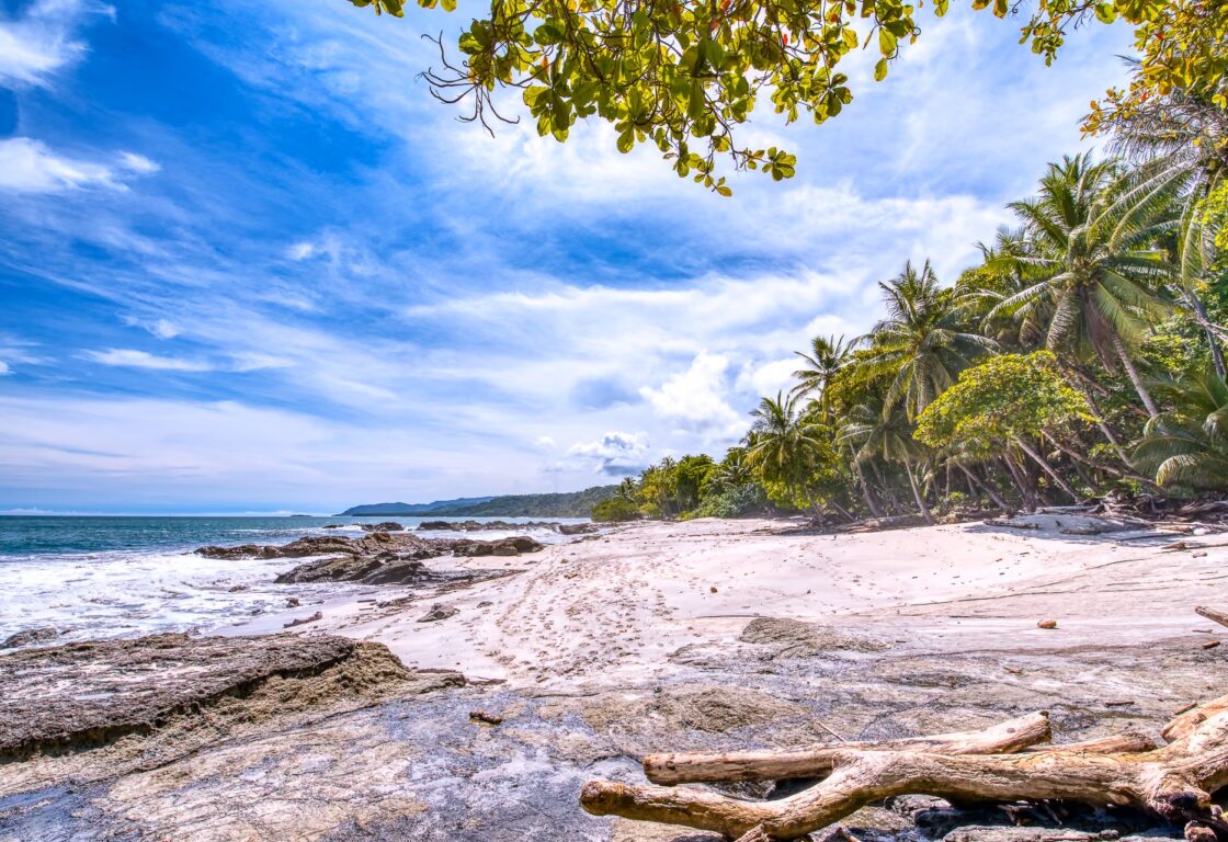 long white sand beach with palm trees and ocean front