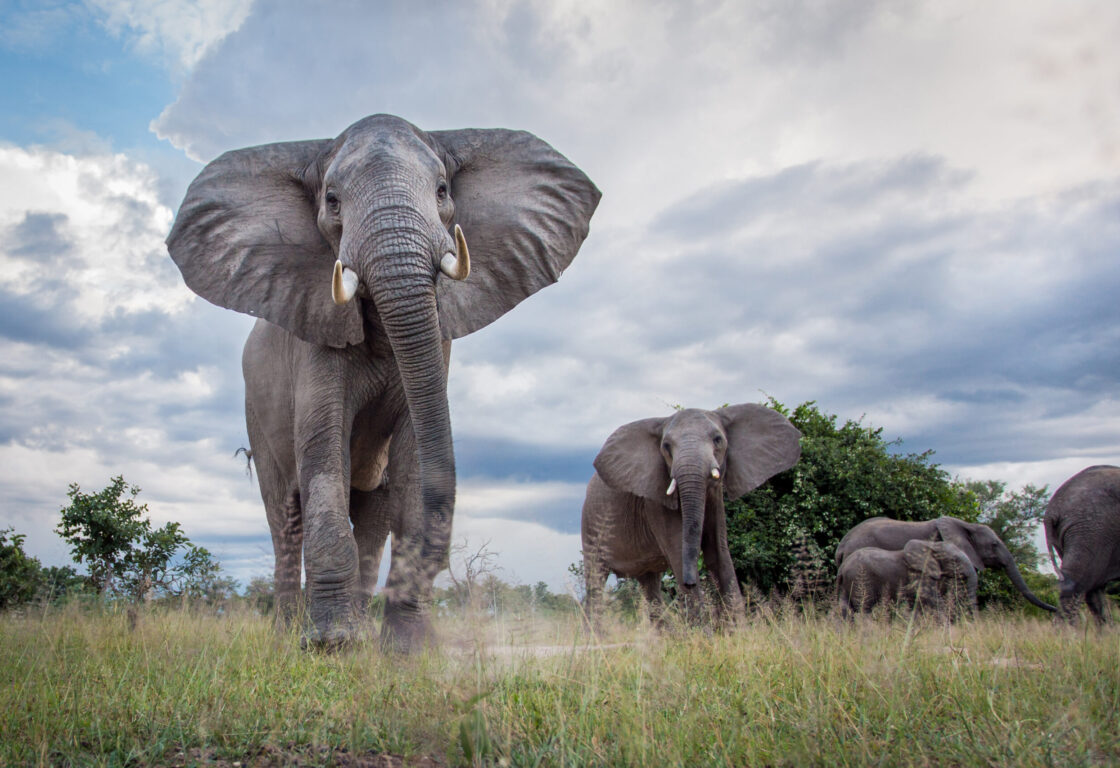 Ground shot of an elephant walking through grass with other elephants behind him