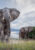 Ground shot of an elephant walking through grass with other elephants behind him