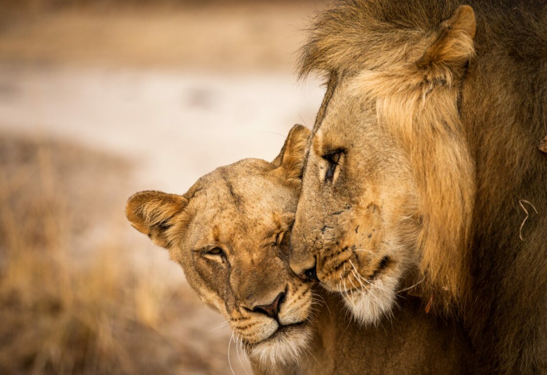 male and female lion touching faces to each other, nose to nose. Dry grassy plains in background