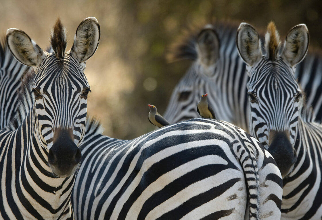 three zebras standing next to each other
