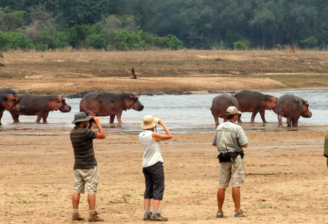 group of people on a walking safari watching hippos by a waterhole