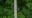 an aerial view of a hanging bridge in the rainforest of Rio Perdido