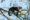 Capuchin monkey on a tree