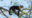 Capuchin monkey on a tree