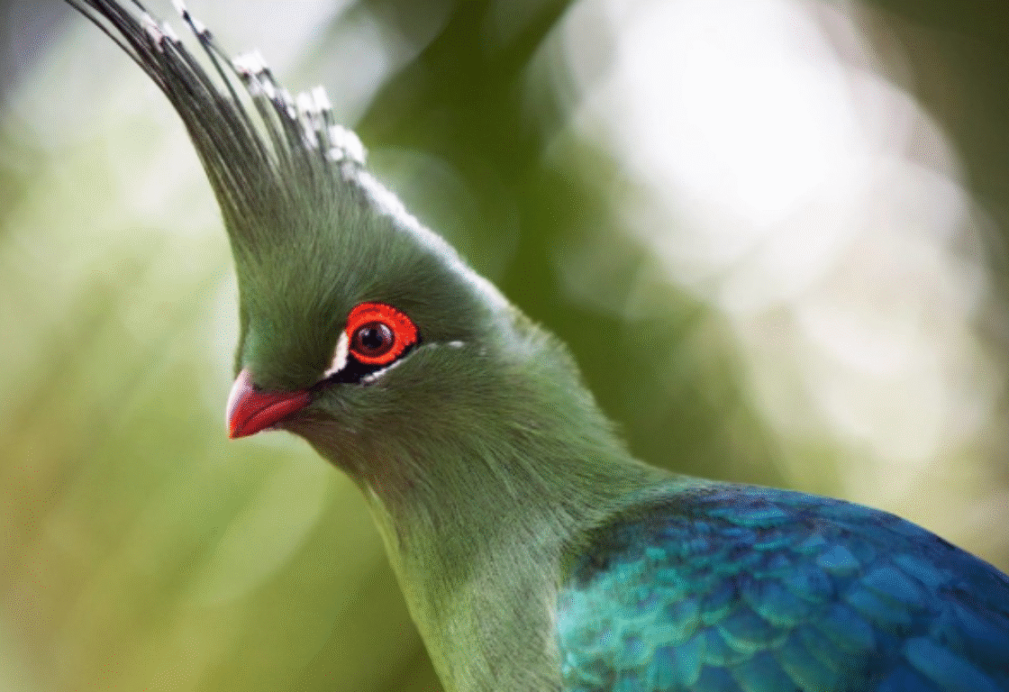 the colorful blue and green Rock Pratincoles often seen nesting in the Tsowa area
