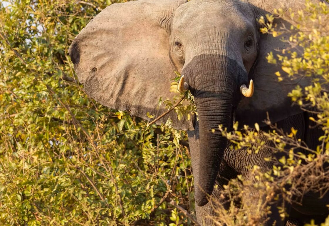 elephant with half wet trunk standing in a tree