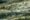 picture taken above fields that shows little white houses and tall green trees dotted around and a mist overs the whole area so some houses are only just peeking through the fog