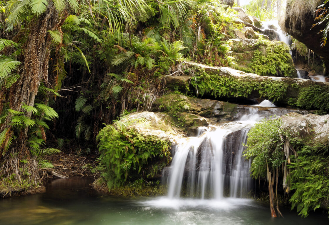 a waterfall rushes through and down some rocks covered in moss and greenery with a tree branch hanging over and the water goes into a pool with clear water