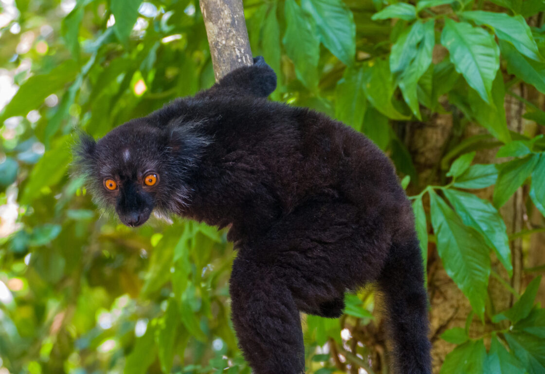 a black lemur in madagascar with a cat-like face and orange eyes clings to a tree with leaves behind