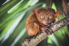 A small tarsier clinging to a tree branch with its long fingers, wide amber eyes staring directly at the camera, and small ears perked against a backdrop of green leaves