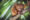 A small tarsier clinging to a tree branch with its long fingers, wide amber eyes staring directly at the camera, and small ears perked against a backdrop of green leaves
