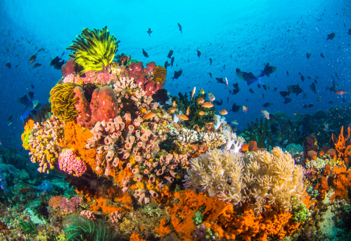 underwater coral reef with a variety of colours and hundreds of little fish swimming around