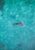birds eye view of a whale shark in cebu, philippines swimming with nothing but clear water and the image of the black creature covered in white spots swimming