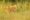 Lioness stalking directly towards you through the long grass