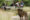 a lion standing opposite a jeep on a game drive with people looking at it