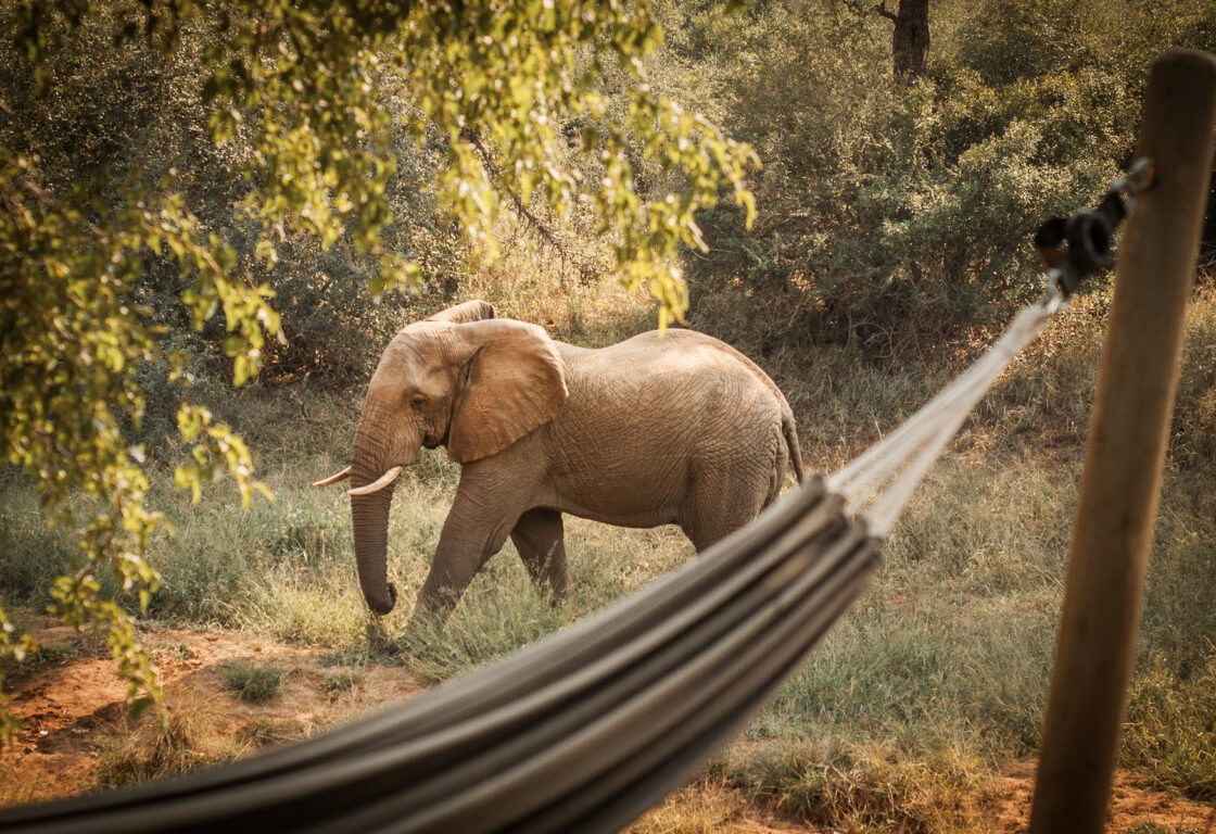 a hammock set up between two trees in the african bush with an elephant passing by