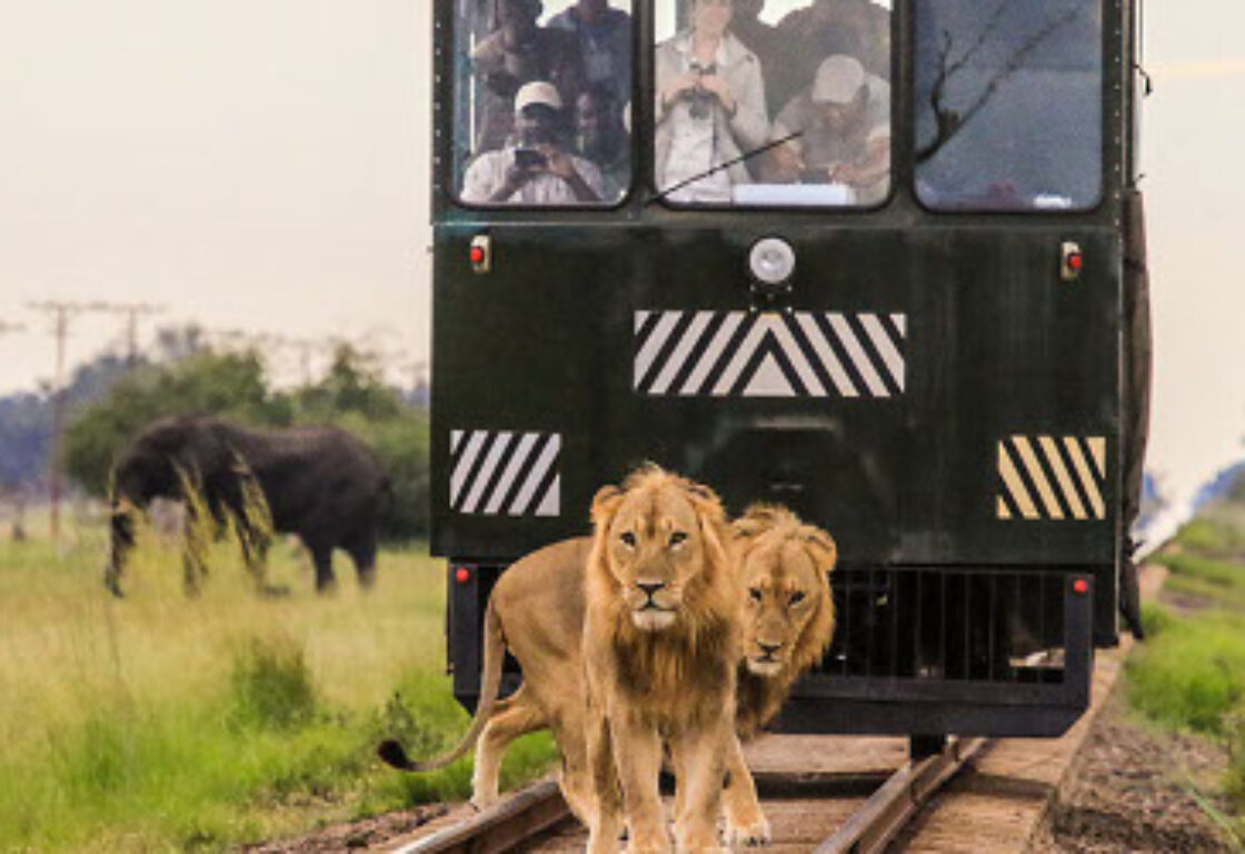 a green train with people inside riding through Hwange National Park with two lions sitting on the tracks