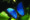a blue and black butterfly