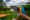 A Blue Macaw in the foreground, with greenery, the river and Iguazu Falls in the background