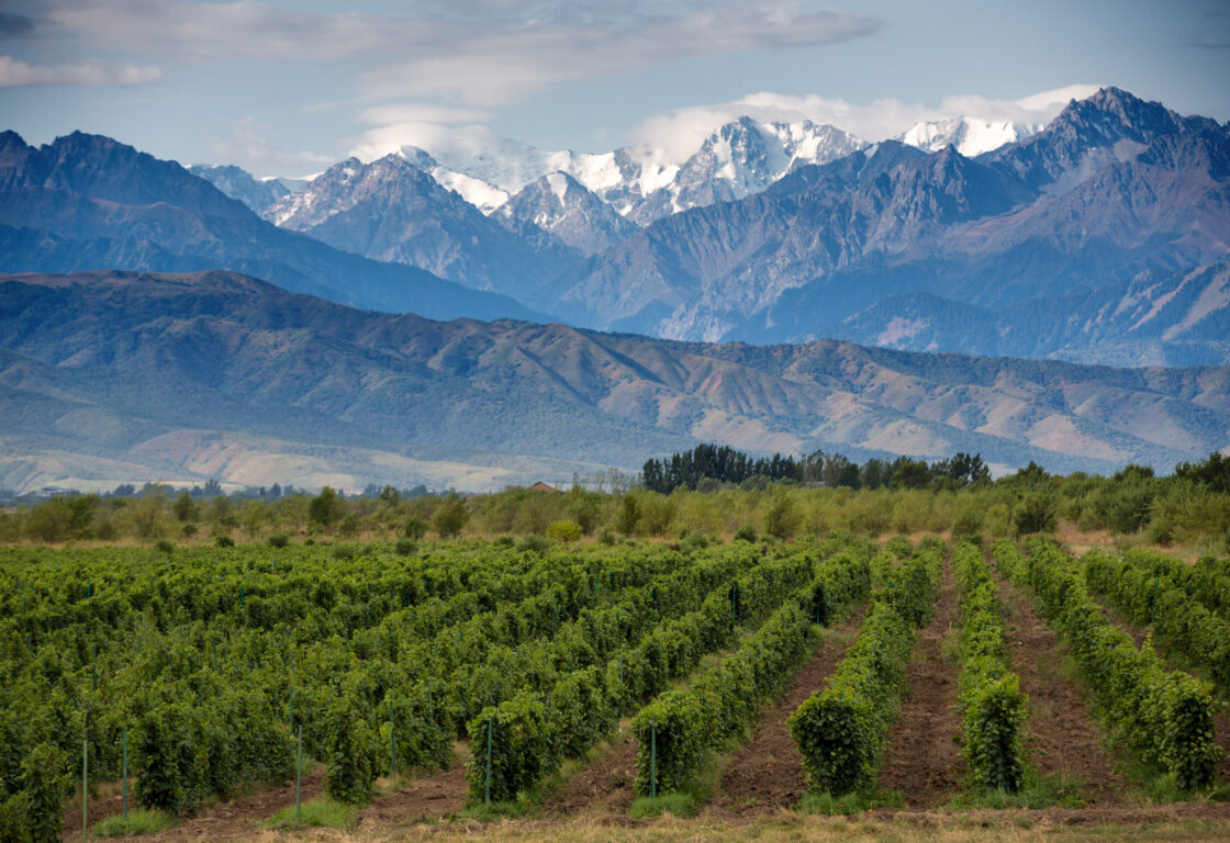 Rows of grapevines with the snowy Andes behind
