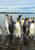 Around 15 Emperor penguins at the shore of a sea/lake with the view of cliffs in the distance