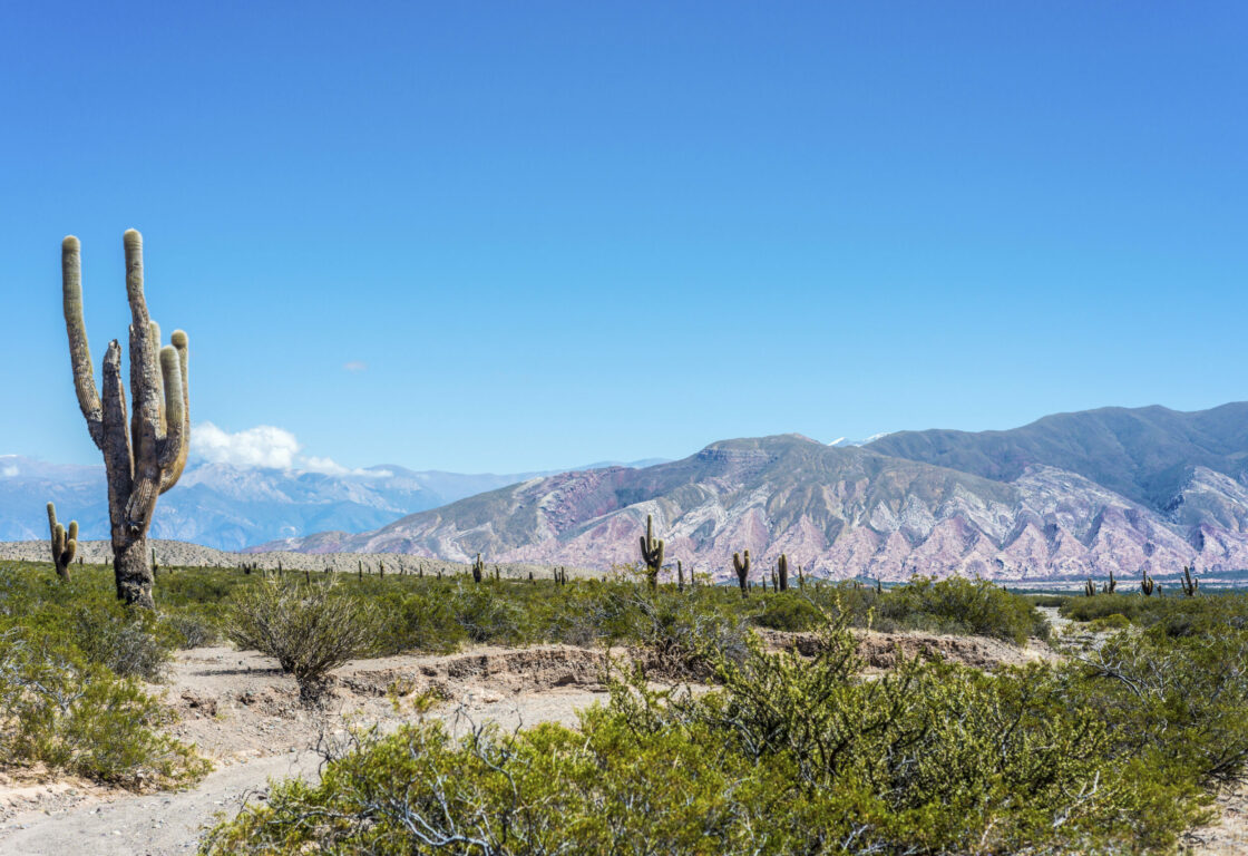 Los Cardones National Park along famous Route 40 in its section through the northern province of Salta, Argentina