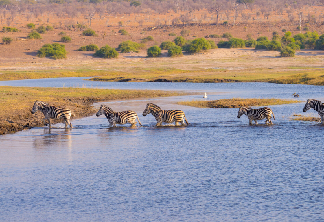 4 zebras cross a river, half submerged in the water, against a savannah plain