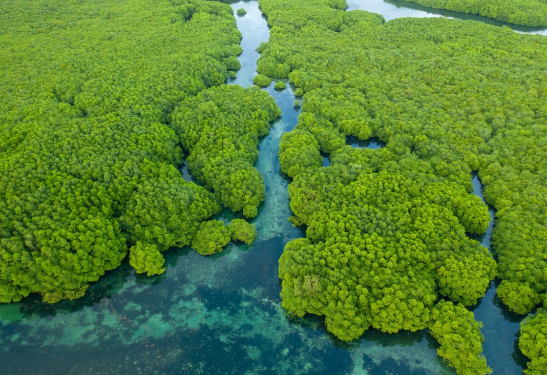 Aerial drone view of Anavilhanas archipelago, flooded amazonia forest in Negro River, Amazonas, Brazil