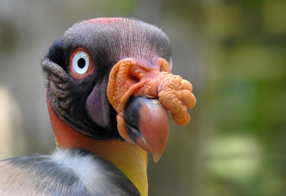 Close up of a condor in Parque los Aves, Foz do Iguacu